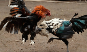 Đá gà trực tiếp thomo 247 – Sân chơi siêu hấp dẫn tại nhà cái Alo789